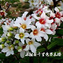 ���l�Ĺڹ��N�ӾG�����^��ľ������ș�N��ե���|���r�������·N