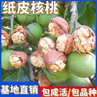 ��Ƥ���Ҙ����185�½��ϱ���ͥԺ�������Լ޽ӱ�Ƥ�ش���Y��