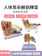Ear model Ear anatomy Structure Inner ear labyrinth model Otolaryngology Human auditory system model