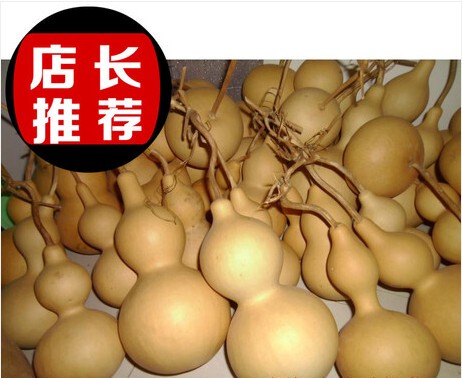 生长葫芦精心挑选5--50厘米