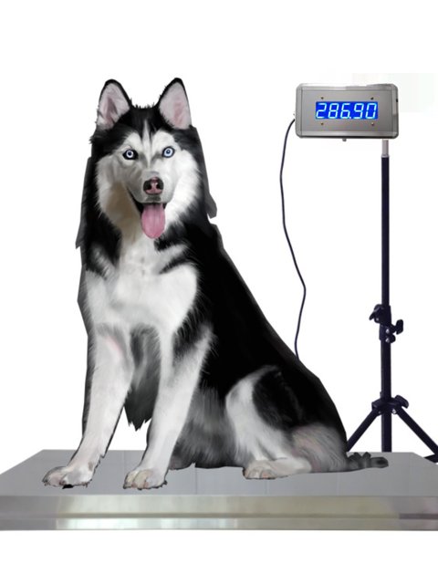 Pet Hospital Pet Store Clinic Dog Grooming Pet Scale Dog Weighing Pet Scale Animal Floor Scale Pet Weight