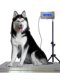 Pet Hospital Pet Store Clinic Dog Grooming Pet Scale Dog Weighing Pet Scale Animal Floor Scale Pet Weight