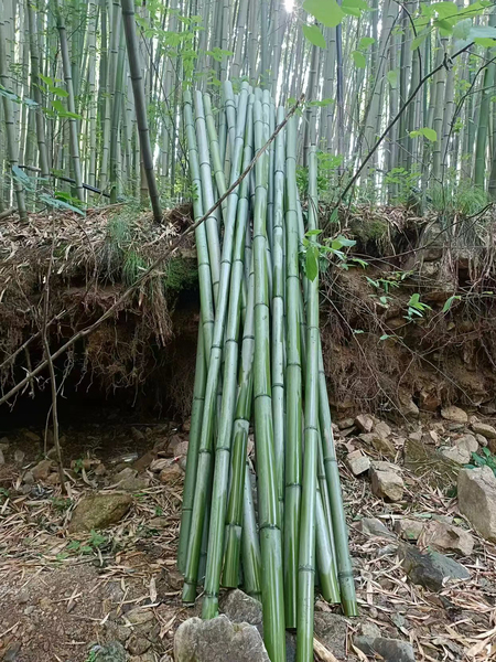 现砍新鲜高山青竹竹筒竹竿花艺婚庆装饰户外桌面摆件绿色短竹段