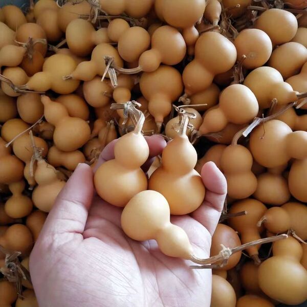 天然生长小葫芦5厘米