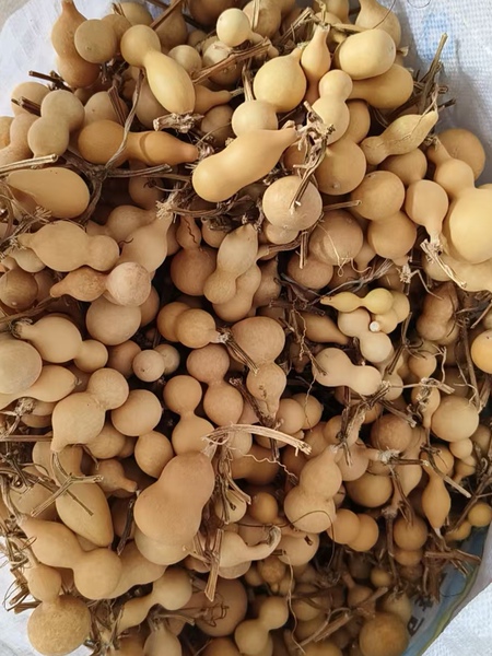 各种形状把玩手玩小不点葫芦天然小葫芦天津嘴儿小葫芦20个包邮