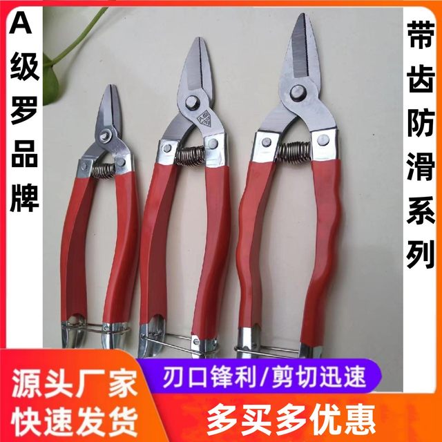 A级罗定带齿不锈钢剪刀园林工具盆景修枝剪园艺剪砂糖柑橘采果剪