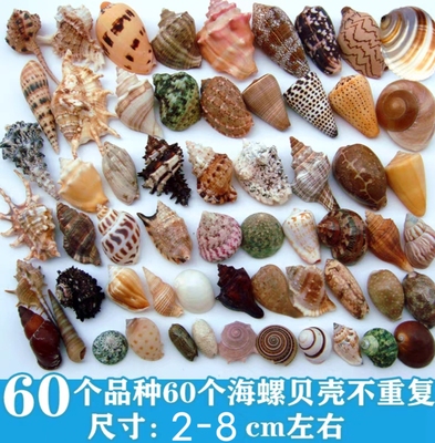 Натуральная раковина Shell Sea Star Fish Box