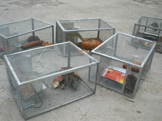 MOUSE DRAGON CAGE MOUSE TRAP FULLY AUTOMATIC PLUS LARGE SUPERMARKET RAT CAGE SUPER STRONG IRON CLAMP HOUSEHOLD NEW CAPTURE TRAP