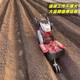 Big ginger, green onion, digging, soil cultivation machine, country management machine, ginger, plowing the ground, deep trenches, orchards, soil cultivation, ridge cultivation