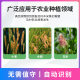 Wheat gibberellosis monitoring instrument pest and diseases aphids aphids white powder gibberellosis wheat stripe rust monitoring station