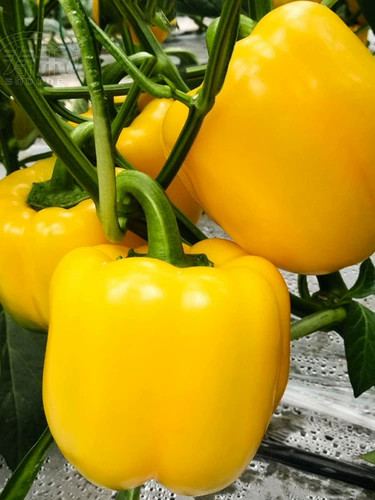 Семена желтого сладкого перца утреннее хлопчатобумашко перец перец балкон четыре сезона