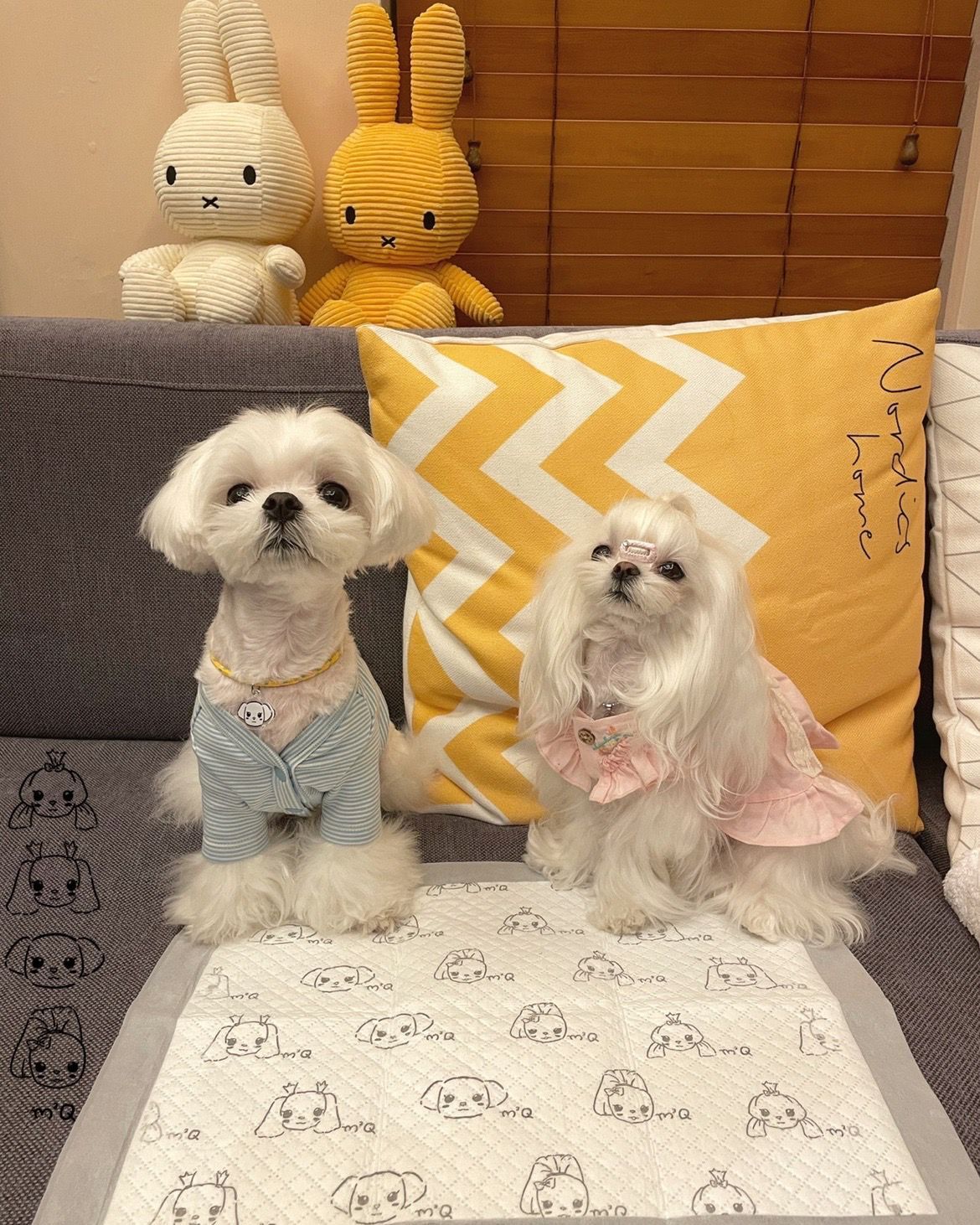 애완 동물 카드 인쇄 기저귀 패드 개 기저귀 두꺼운 슈퍼 흡수성 테디 VIP BICHON 기저귀 기저귀 용품