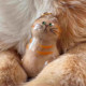Transparent cat-shaped cat hair storage pendant gag cat hair storage capsules commemorative bag keychain bag pendant
