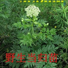 wвșķNͥԺ̨ԷNֲ׳ɻowl