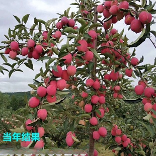 ���l�u�Ĺ�С�������������簫���O����ͥԺ�Nֲ�t��ʿ����Y��