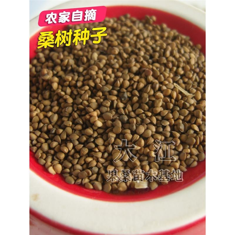 大叶桑树种子果桑苗养蚕桑嫁接实生苗种子桑葚籽桑苗桑叶种子农家