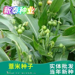 Coix Seed, Medicinal and Edible, Small Barley Grass Beads, Coix Seed, Six Grains, Sowing All Grains in All Seasons