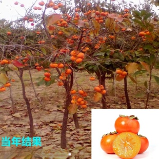 ���l�o�����������Ә����ձ�����ĥ�P��ժ�¾ͳ�����С�箔��Y��