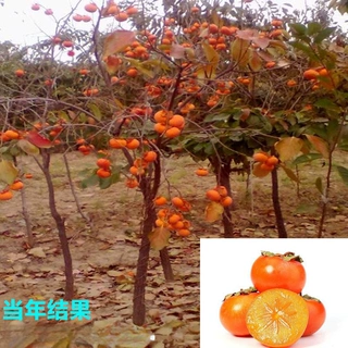 批发无核柿子苗柿子树苗日本甜柿磨盘柿摘下就吃柿树小苗当年结果