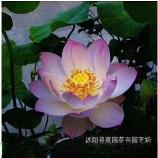 ˮ������ �ɻ��N�K ��ɏ�Nź �����ġ�ˮ��ֲ������G������