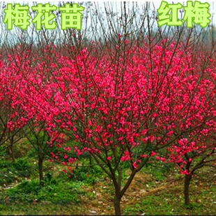 ÷������t÷�D÷�G÷�䘶�辰����÷���~÷С�������ϱ����Nֲ