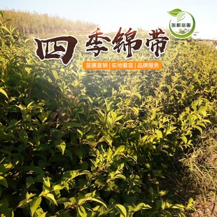 �������l�ļ��\������@���ļ��Nֲ�^�p���ܼt��������\��������