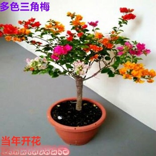 ���l����÷��������ͥԺ�ļ������_���ذ�����÷��С���ϱ����Nֲ