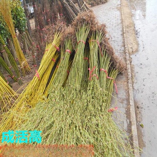 ���l�S���� ��z���� ����С������֦�l���������������ϱ����Nֲ