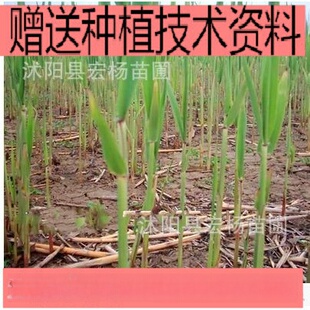 �JȔ���� ˮ��ֲ���JȔ�繫�@ ˮ�� ��߅ ��ɽ�쾰 ����ˮ�|