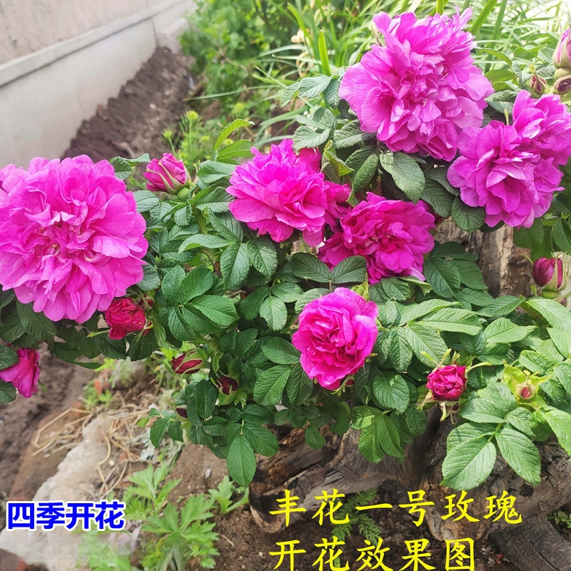 批发食用玫瑰花小苗刺玫瑰四季玫瑰平阴玫瑰丰花一号大马士革开花