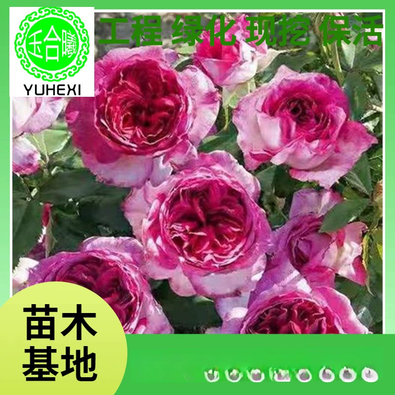 Роза-саженец в горшке с крупными цветками, ароматной черничной розой, многолетний цветущий кустарник с двойными цветками, цветет в том же году, та же версия.