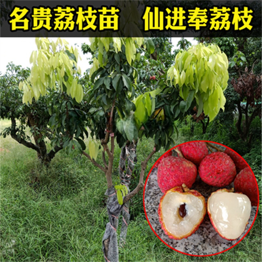 Привитые рассады личи Feizixiao Nuomici Guiwei Бесядные рассады личи Результаты года