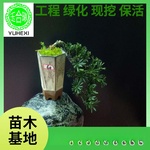 红芽 海岛罗汉松造型盆景庭院观赏迎客松小米叶黑珍珠菊花罗金钻