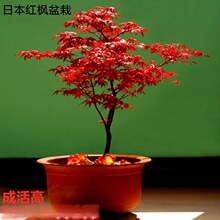���l�ձ��t���辰�Ϙ�����ֲ���҃ȼt�輧�k����С�Gֲ���͗�����