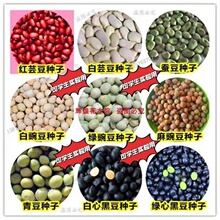 �G�㶹�N���㶹����ඹ�Q��ë���N�ݺ��m���˶����׷N�Ӹ߮a