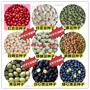 �G�㶹�N���㶹����ඹ�Q��ë���N�ݺ��m���˶����׷N�Ӹ߮a