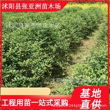 批发绿化工程苗木 小叶女贞球 灌木球 小叶女贞 绿篱球 色块球