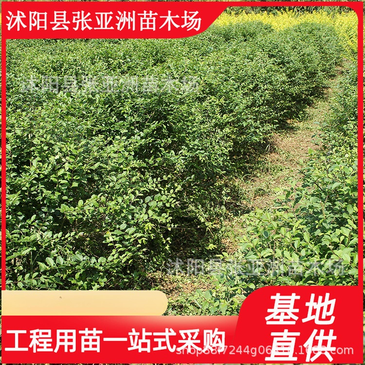 Оптовая проект озеленения рассады мелкий лист Ligustrum lucidum мяч кустарник мяч мелкий лист Ligustrum lucidum хедж мяч цветной блок мяч