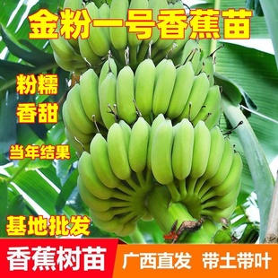 �㽶��䰫���۽��箔��Y���ϱ����Nֲ�ļ��۽��㽶���玧�����~