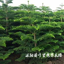 ���l��ľ����ɼ�N�Ӿ��^��ľ�҃������|���r�ͮ����·N����ă�