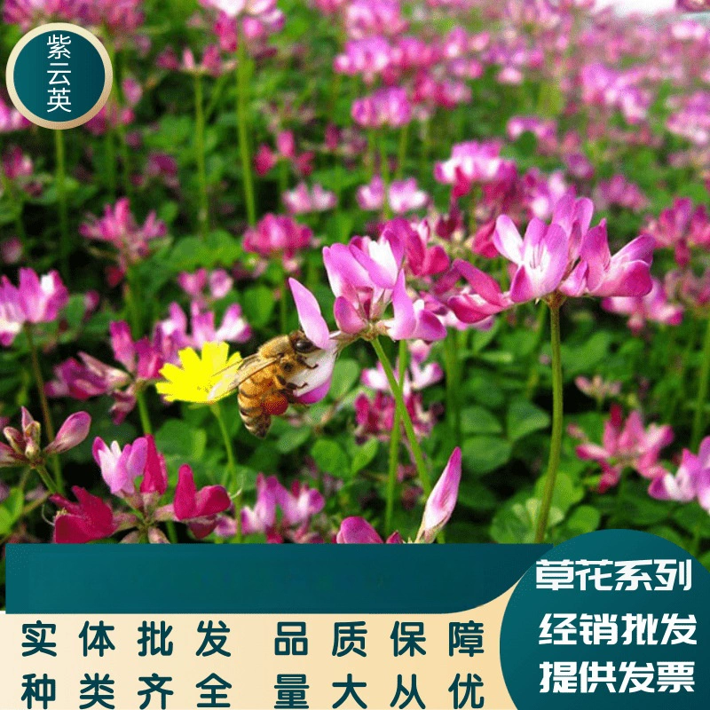 Виды кормовых семян китайский vetch трава сафлор трава зеленый навоз нектар источник растение озеленение цветы море полный сорт Большой выгодно