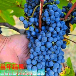 ���lؐ�_ɽ���ј��������ļ�����Y������С���ϱ����ͺ��Nֲ�ͺ�