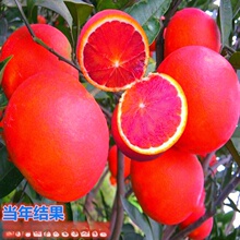 l ӘļYС ϱͥԺNۼtĚ