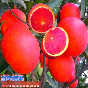 ���l������ ���Ә����ļ��Y��С�� ������ϱ���ͥԺ�N�ۼt��Ě��