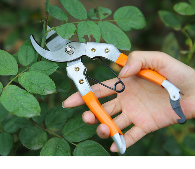 Imported flower cuts, pruning, tree branches, scissors, gardening, scissors, fruit cuts, gardening, fruit cuts, hardware tools, pruning tools