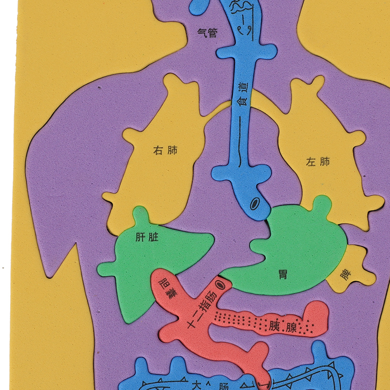 대형 DIY 인간 소화 시스템 기관 EVA 기술 소형 내부 장기 퍼즐 모델 어린이 과학 실험
