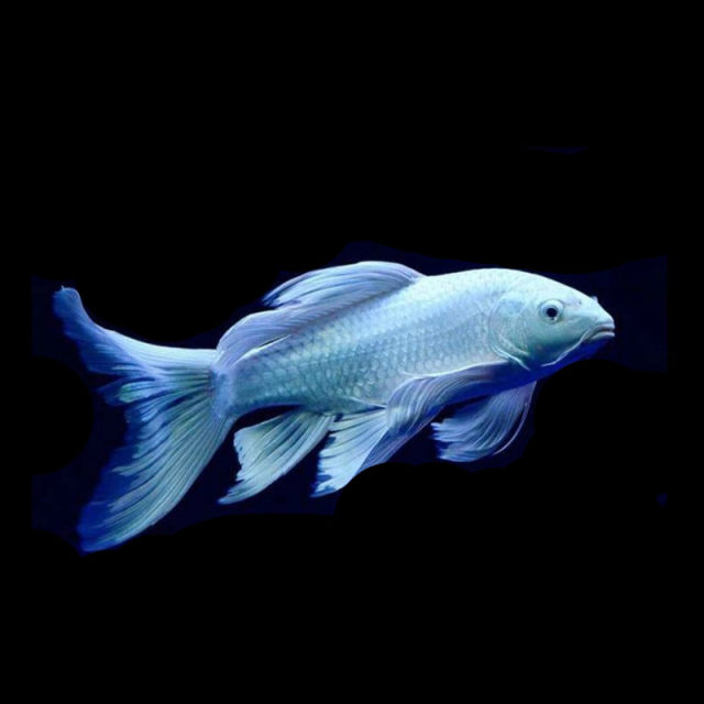 Freshwater fish ornamental fish koi fish butterfly carp long tail fry purebred pet fish live arowana with fish cold water fish