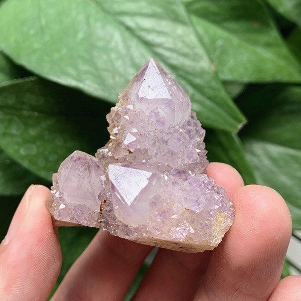 南非 天然 仙人掌紫水晶 原石 紫晶标本 紫水晶晶簇
