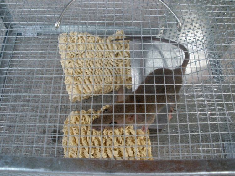 MOUSE DRAGON CAGE MOUSE TRAP FULLY AUTOMATIC PLUS LARGE SUPERMARKET RAT CAGE SUPER STRONG IRON CLAMP HOUSEHOLD NEW CAPTURE TRAP