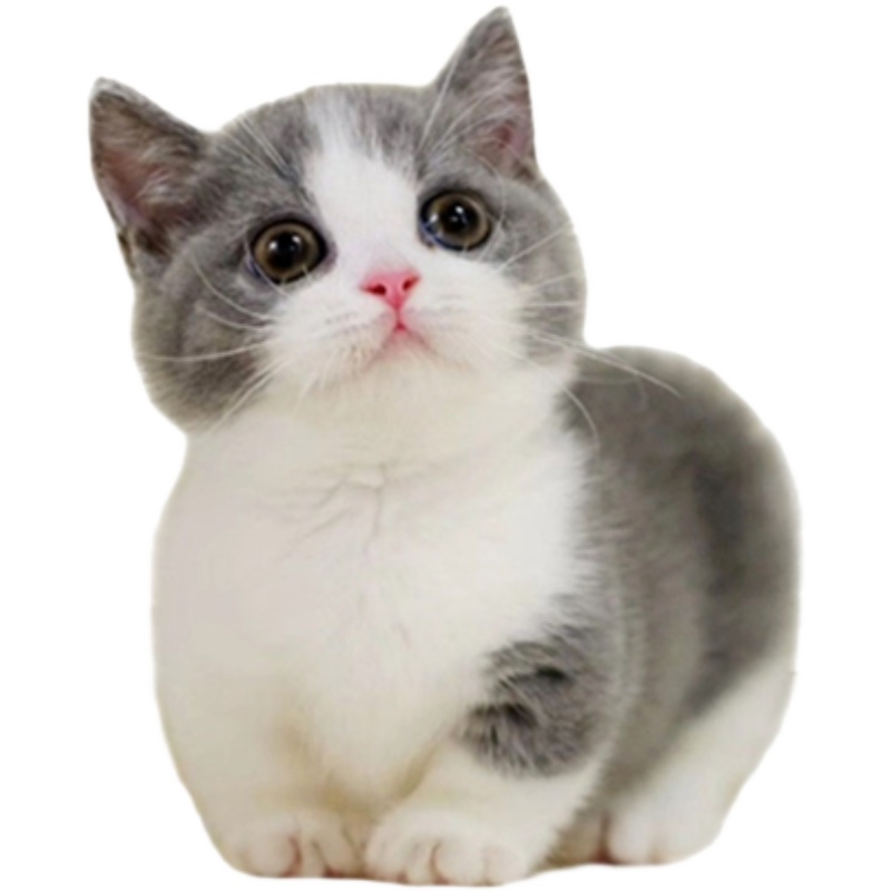 순종 영국 짧은 파란색과 흰색 고양이 새끼 고양이 접힌 귀 영국 짧은 머리 고양이 짧은 다리 새끼 고양이 살아있는 동물 새끼 라이브 애완 동물 고양이